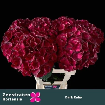 HYDR-M-DARK-RUBY-65CM-65CM