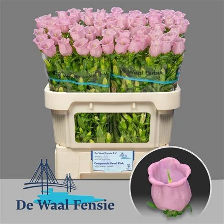 CAMP-M-PEARL-PINK-70CM