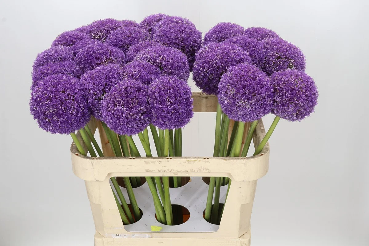 ALLIUM-GIGANTEUM-80CM