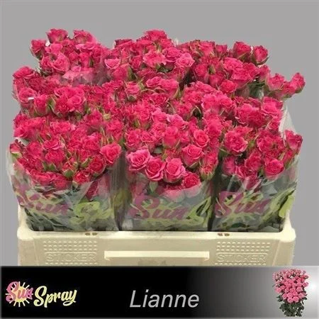 R-TR-LIANNE-50CM
