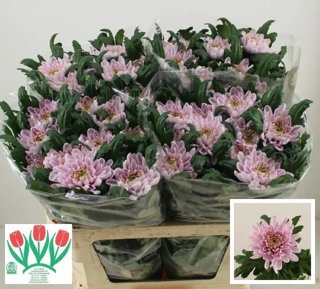 CHR-G-ROSSANO-75CM