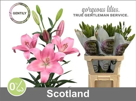 LI-LA-SCOTLAND-5-90CM