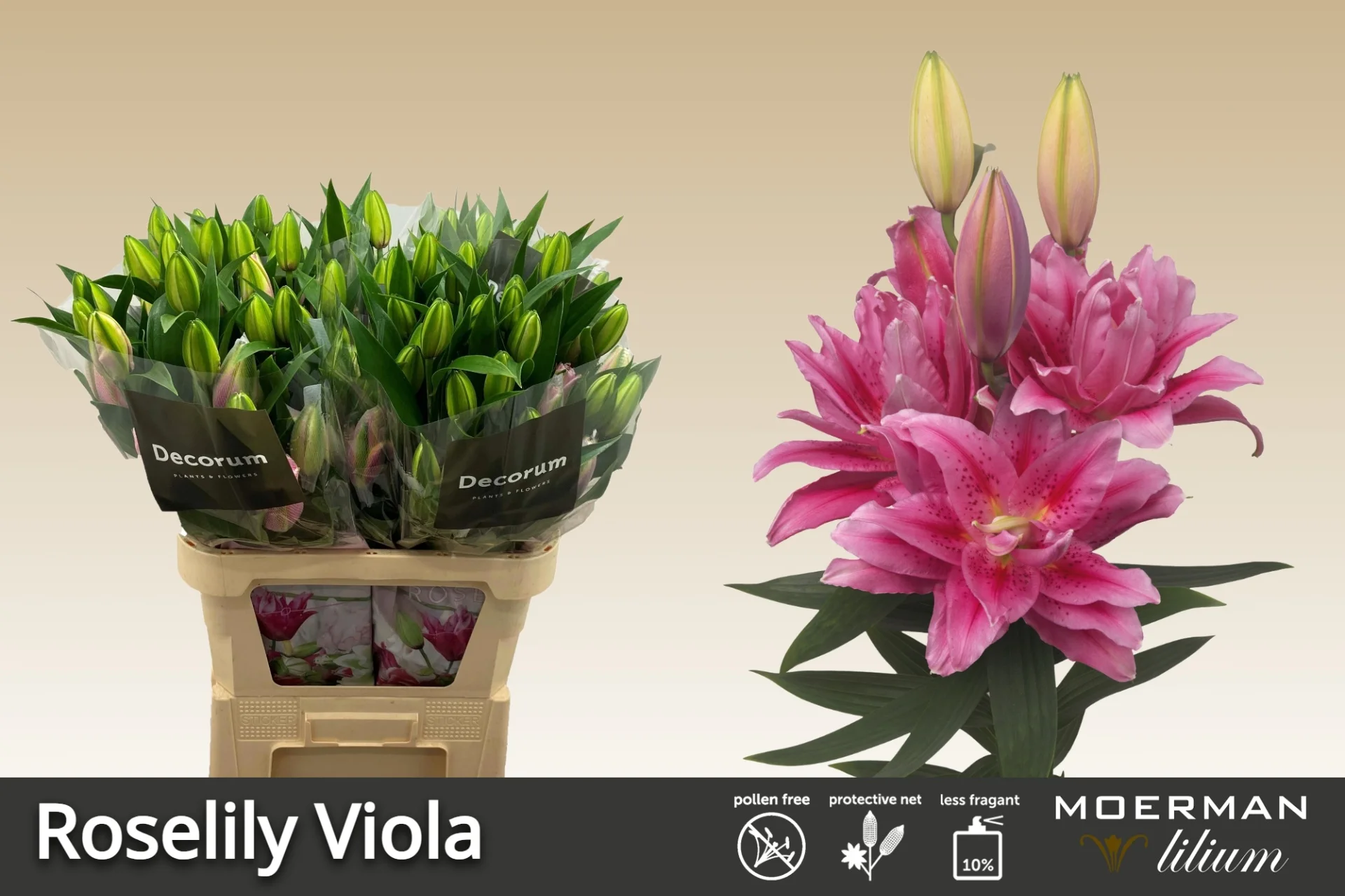 LI-OR-DU-RL-VIOLA-100CM