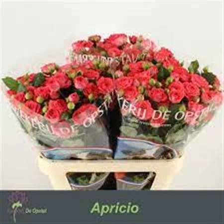 R-TR-APRICIO-80CM