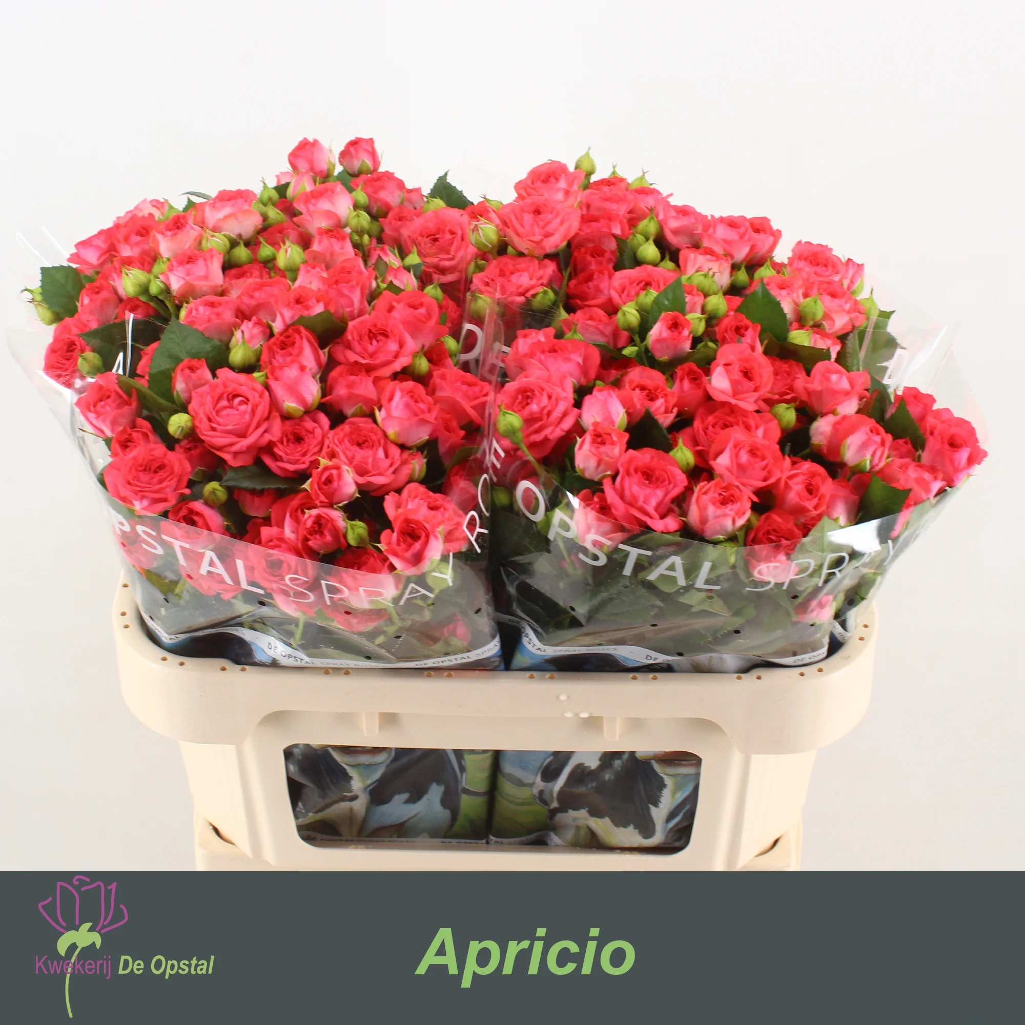 R-TR-APRICIO-70CM