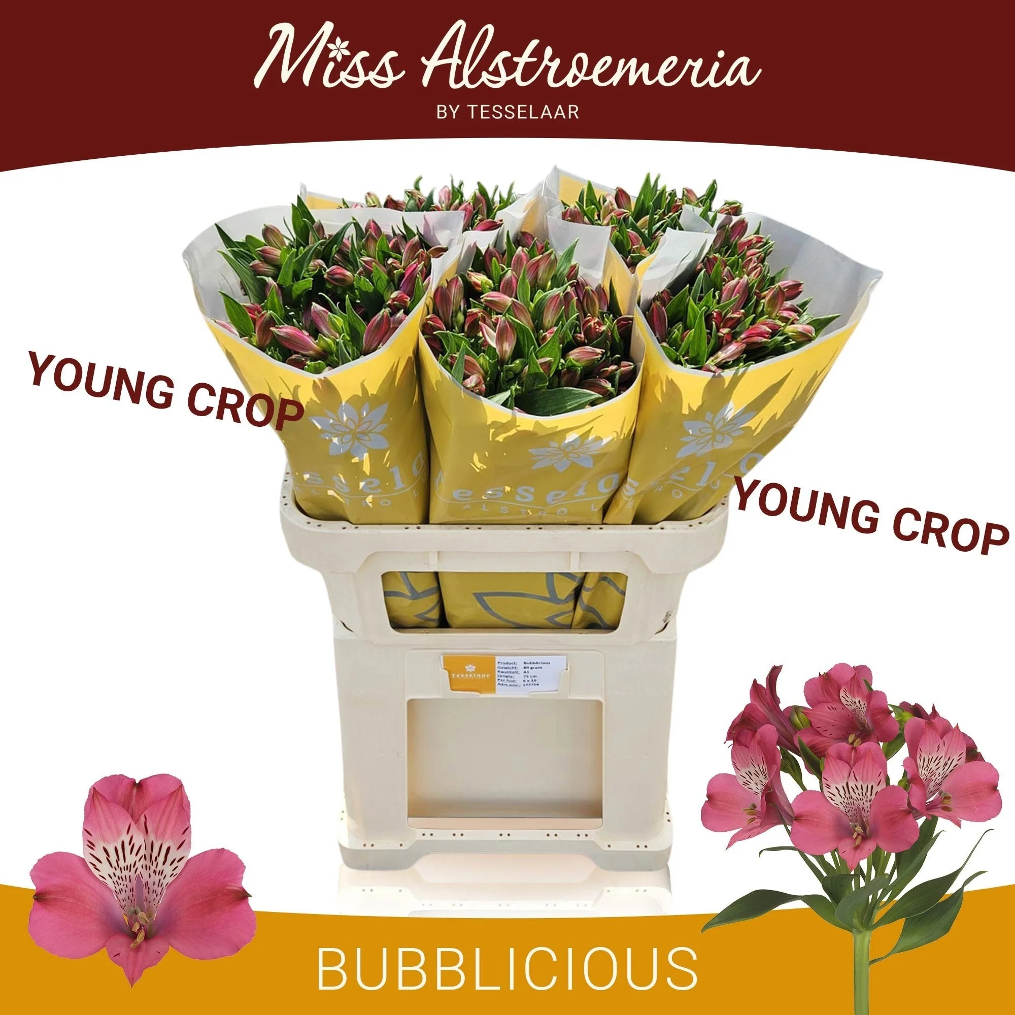 ALSTR-BUBBLICIOUS-75CM