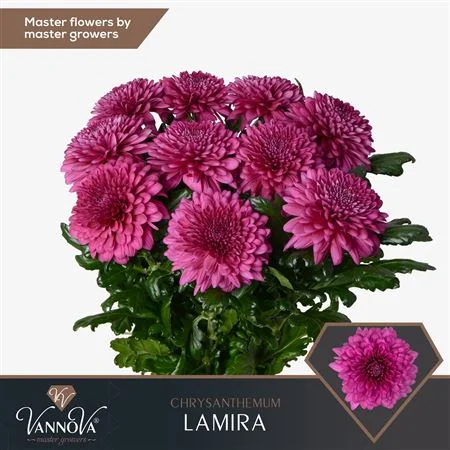 CHR-G-LAMIRA-70CM