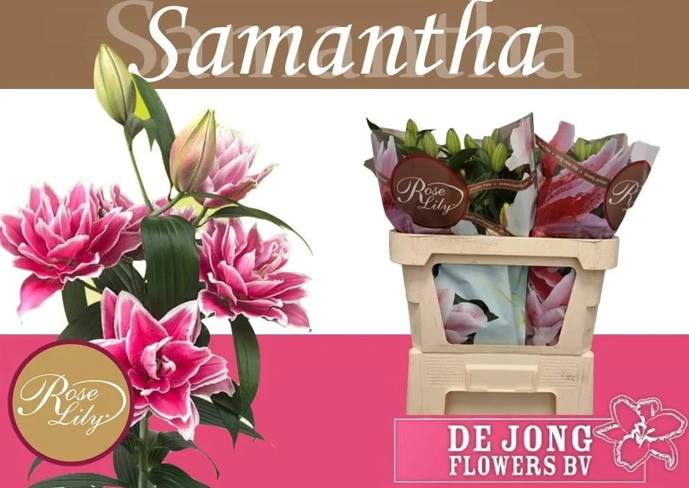 LI-OR-DU-RL-SAMANTHA-65CM