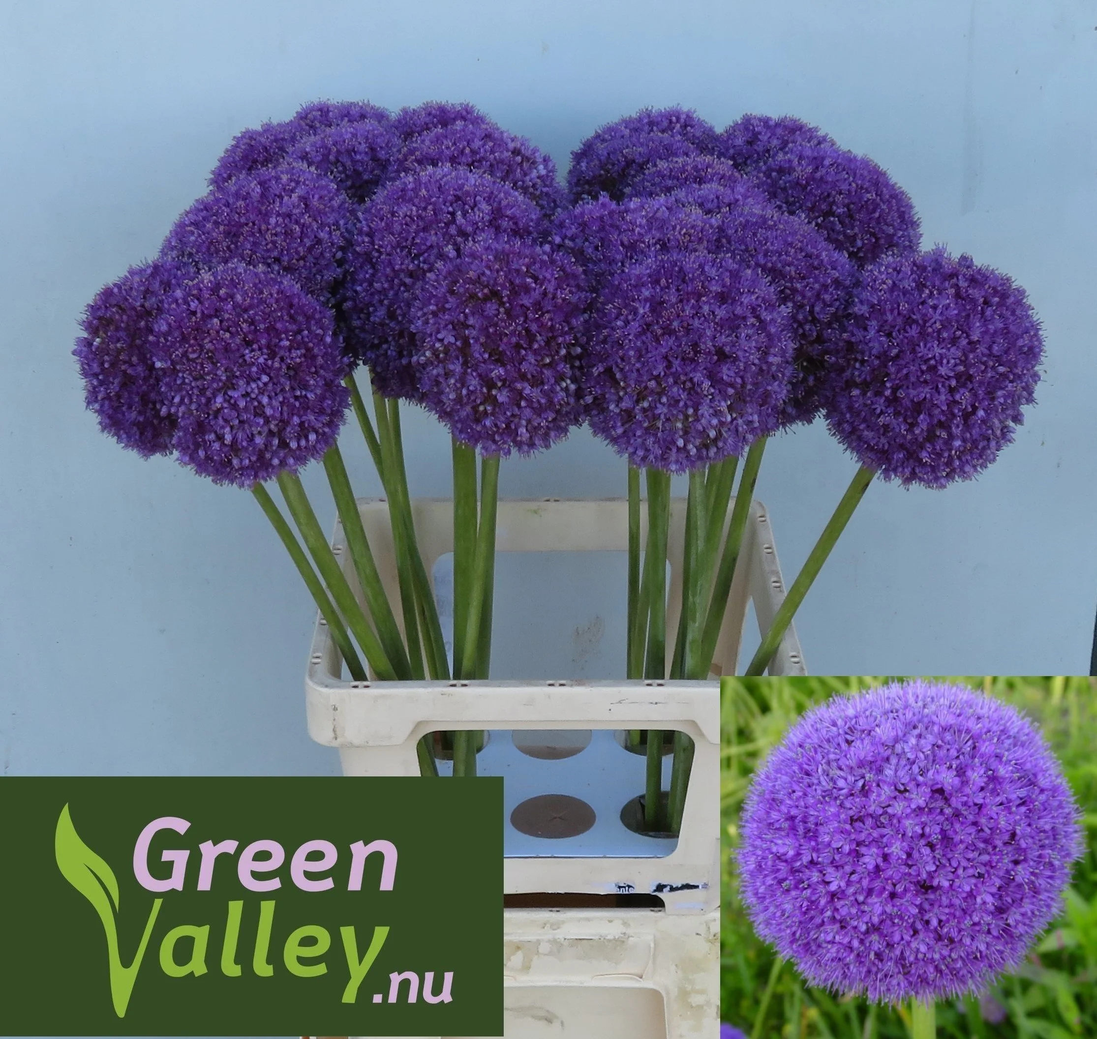 ALLIUM-GIGANTEUM-70CM