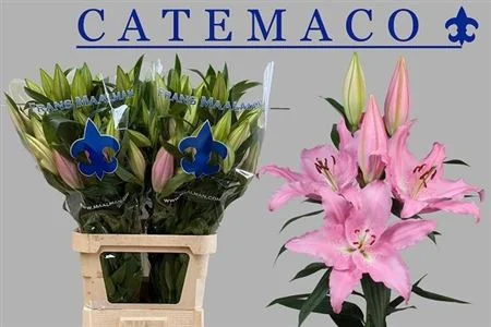 LI-OR-CATEMACO-105CM