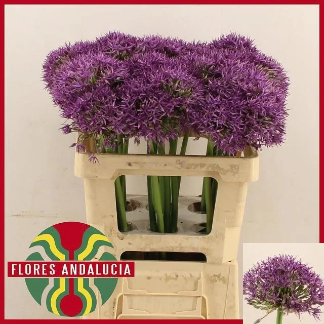 ALLIUM-JACKPOT-60CM-60CM