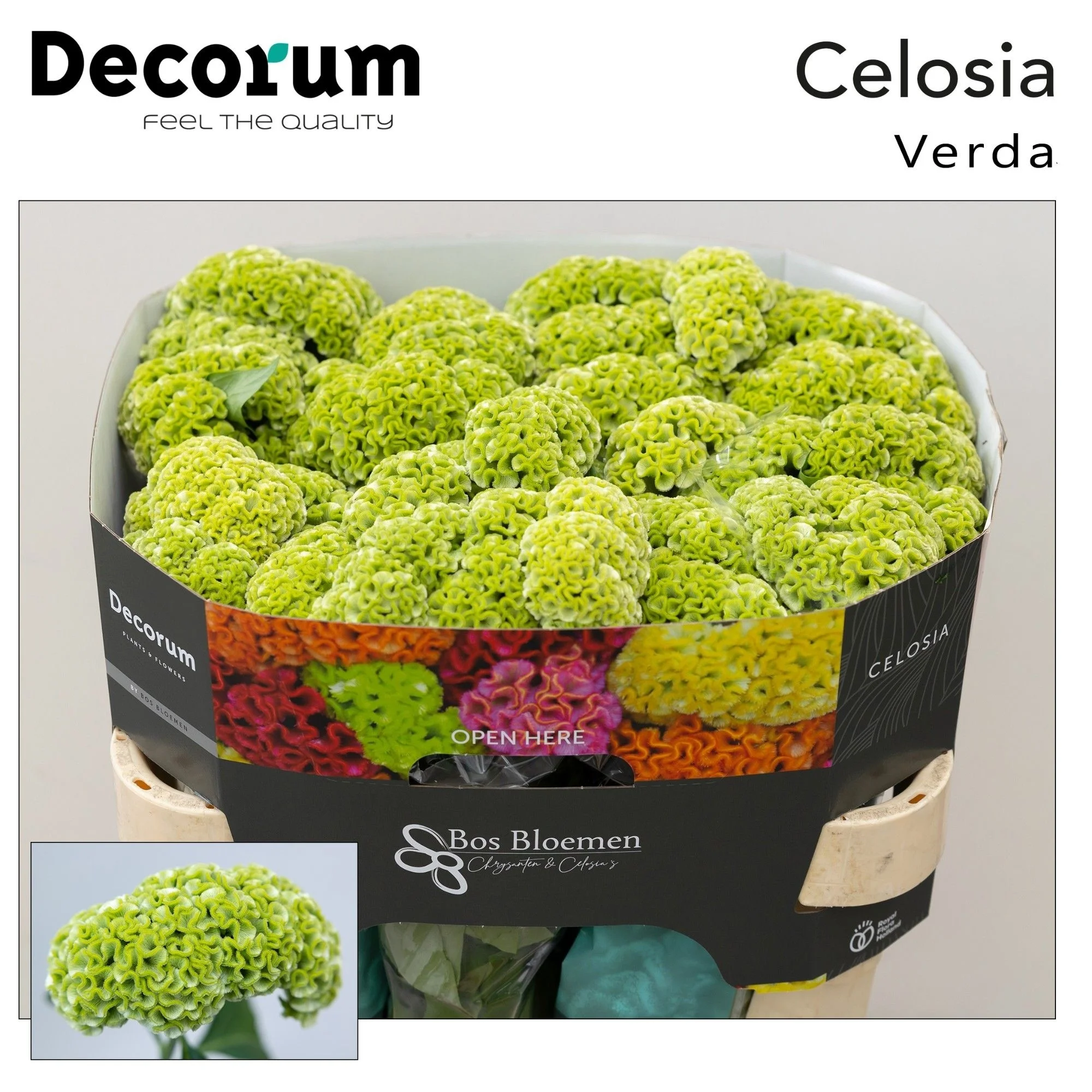 CEL-C-ACT-VERDA-72CM