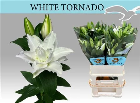 LI-OR-DU-WHI-TORNADO-3-85CM
