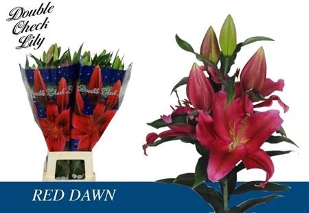 LI-OR-RED-DAWN-5-100CM