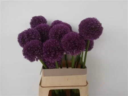 ALLIUM-GROOTBLOEMIG-80CM-80CM
