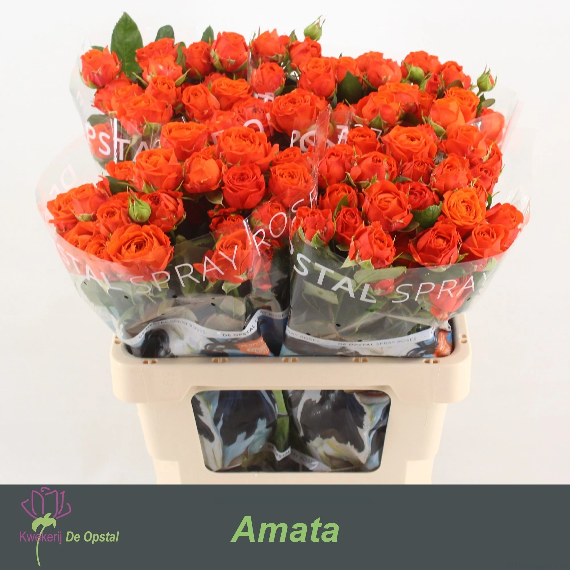 R-TR-AMATA-60CM