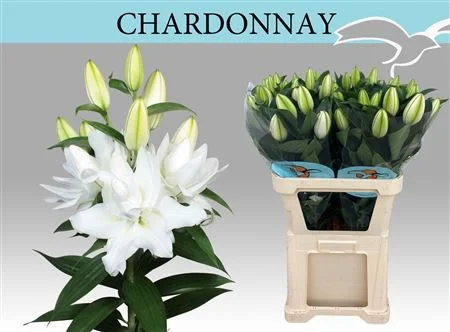 LI-OR-DU-CHARDONNAY-100CM