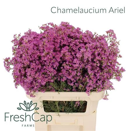 CHAME-UN-ARIEL-75GR-80CM