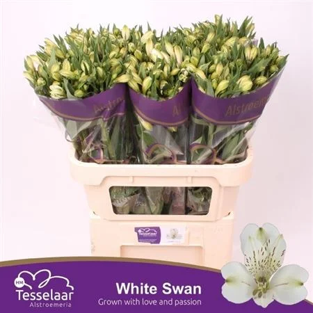 ALSTR-WHITE-SWAN-75CM