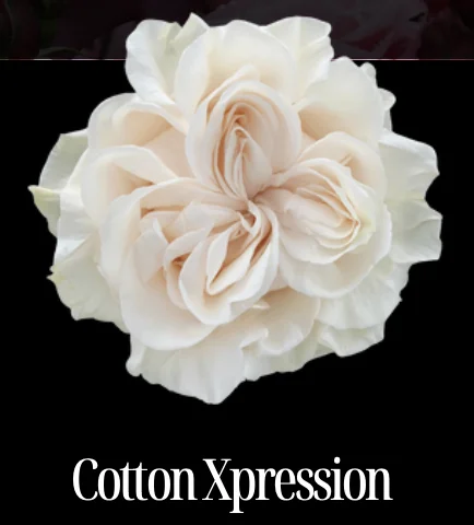 COTTON EXPESSİON EKVATOR GÜL 