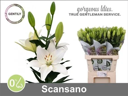 LI-LA-SCANSANO-4-90CM