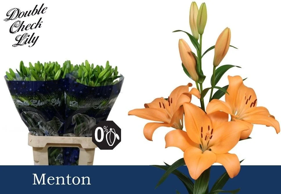 LI-LA-MENTON-5-90CM