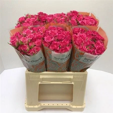 R-TR-LIANNE-40CM