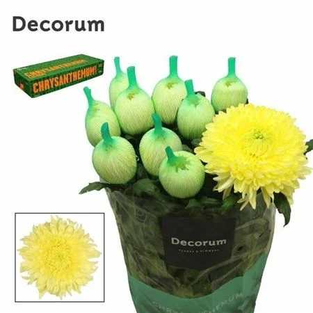 CHR-G-MAGNUM-YELLOW-75CM