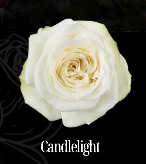 CANDLELİGHT EKVATOR GÜL 