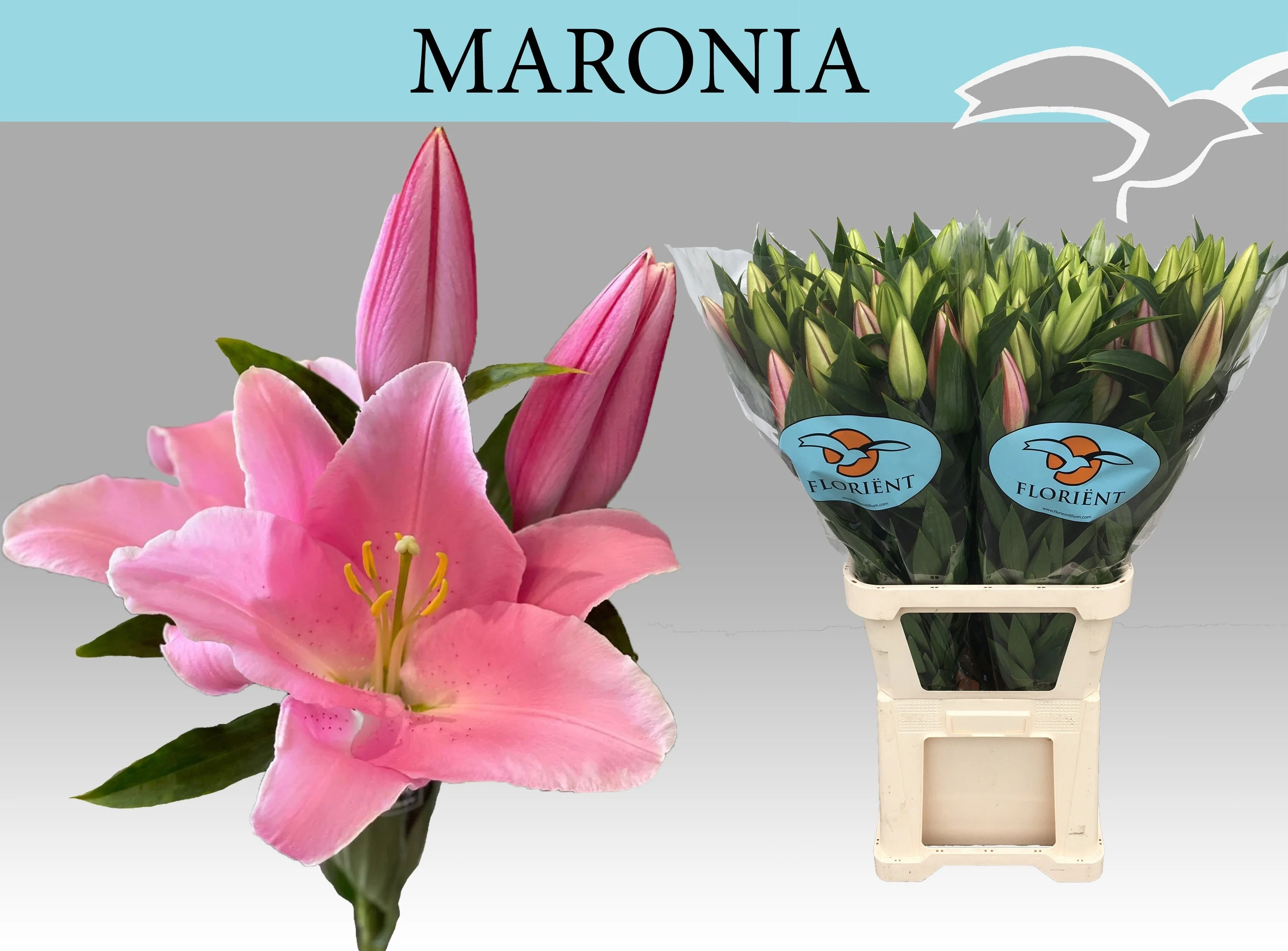LI-OR-MARONIA-5-105CM