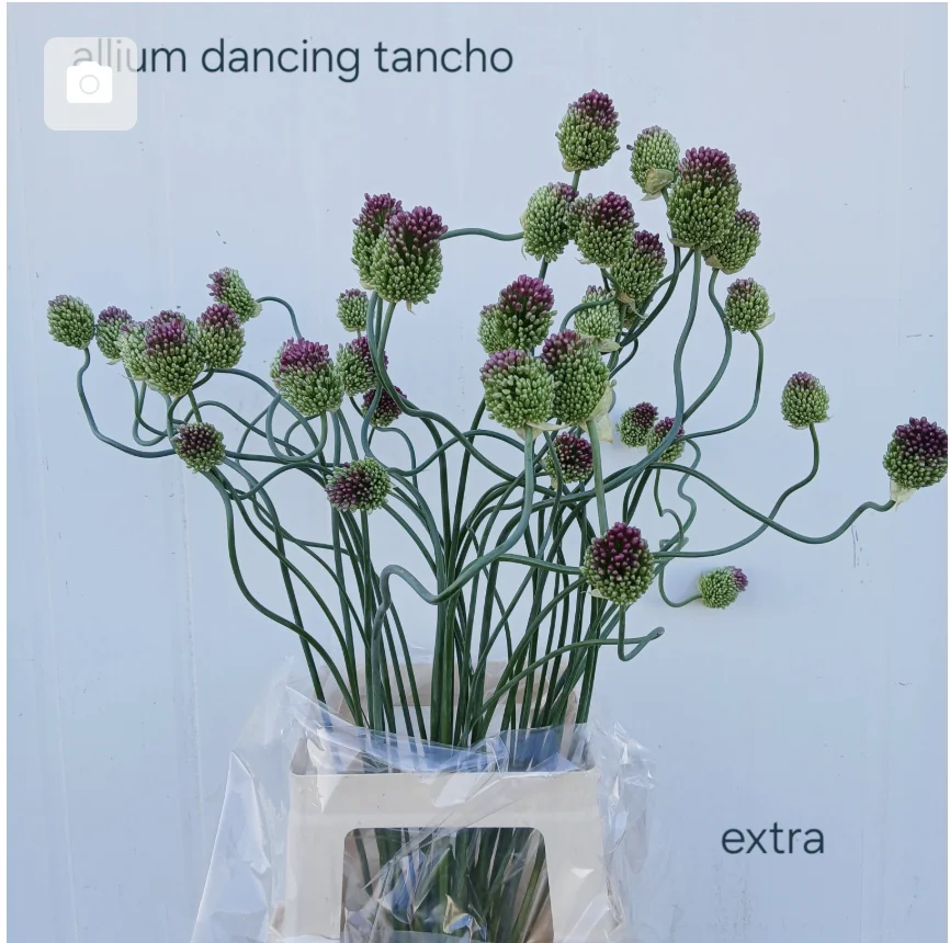 ALLIUM-DANCING-TANCHO-75CM-75CM
