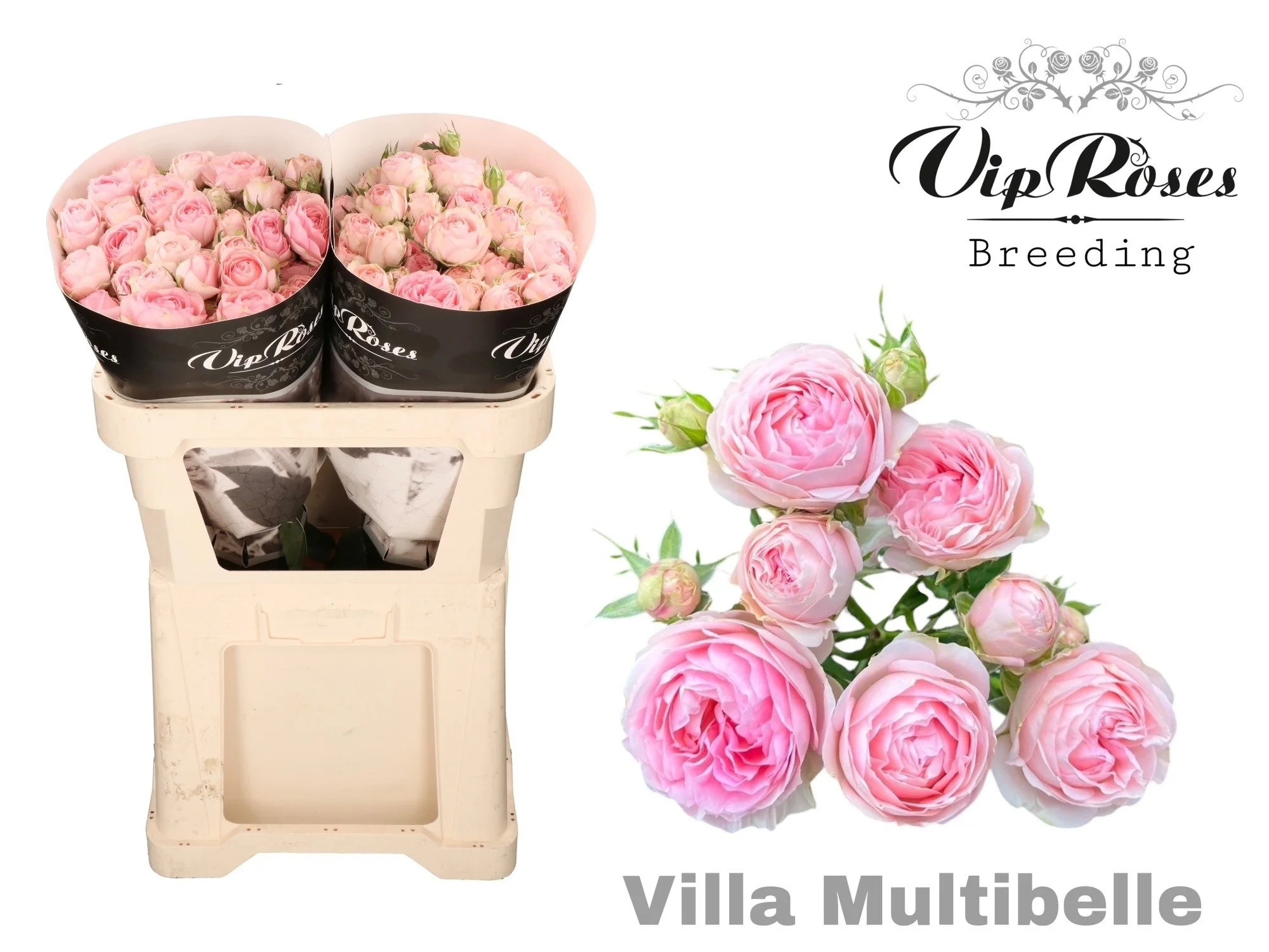 R-TR-VILLA-MULTIBELLE-70CM
