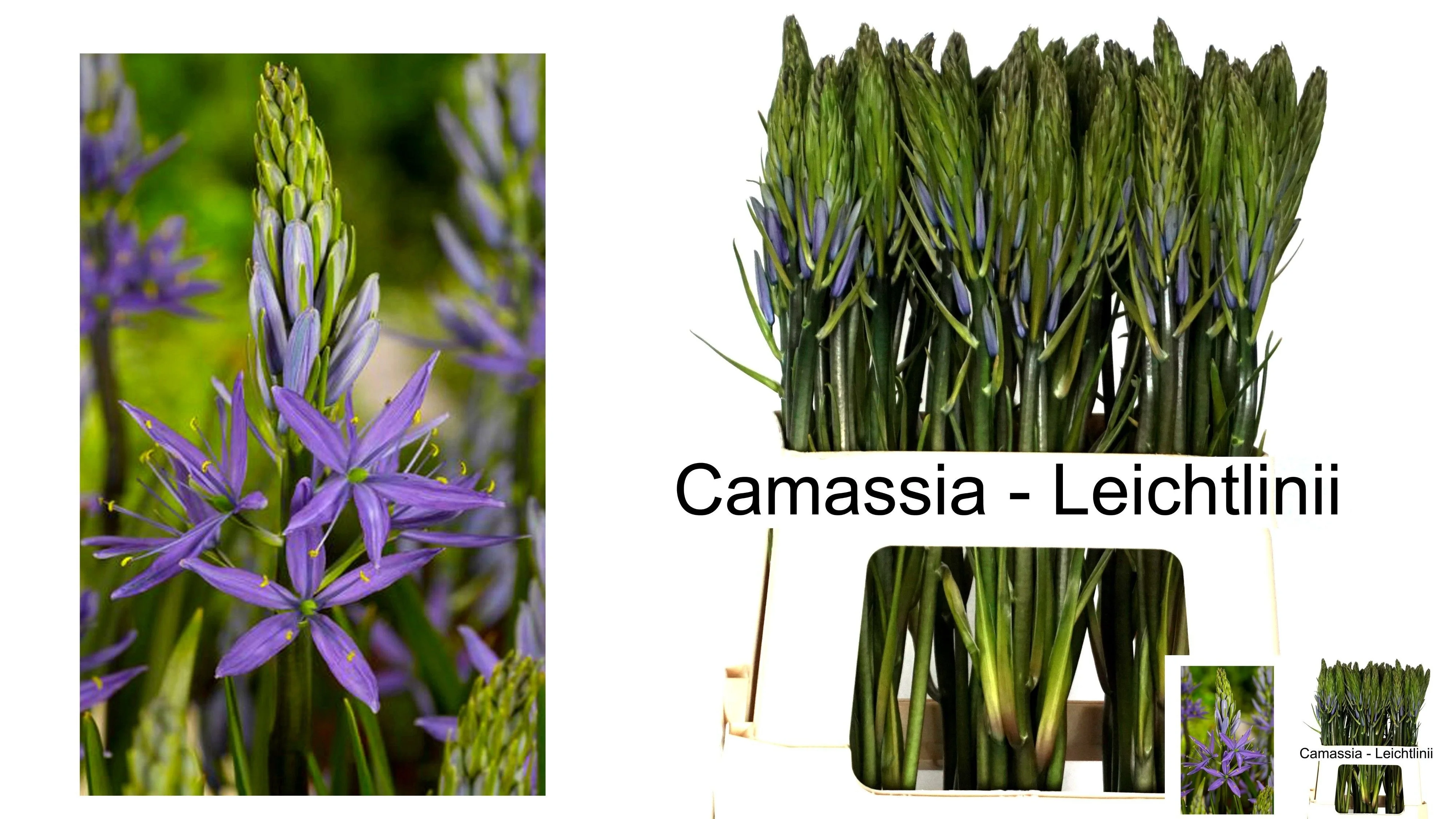 CAMASS-LEI-CAERULEA-60CM