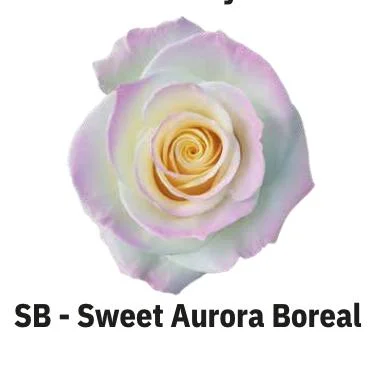 BOYALI EKVATOR GÜL SWEET AURORA BORUEL 