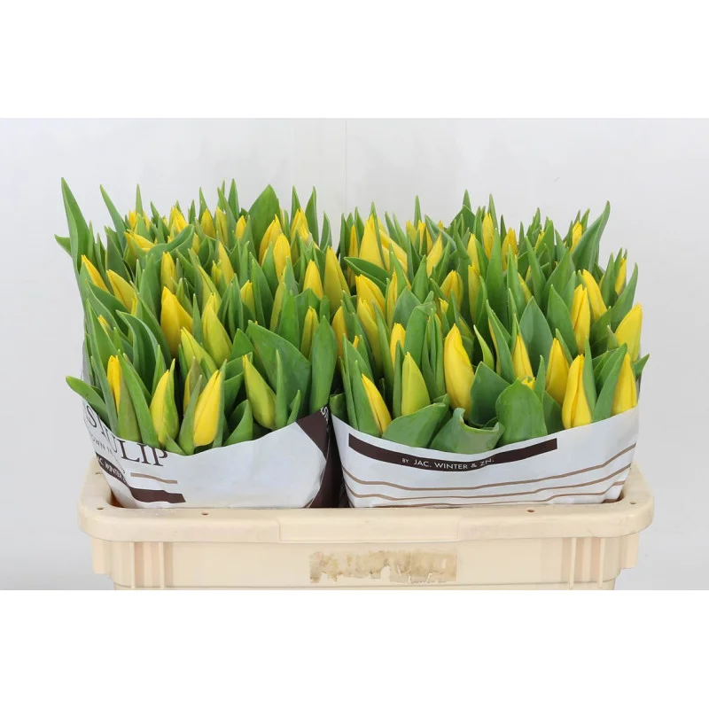 TU-EN-STRONG-GOLD-42CM
