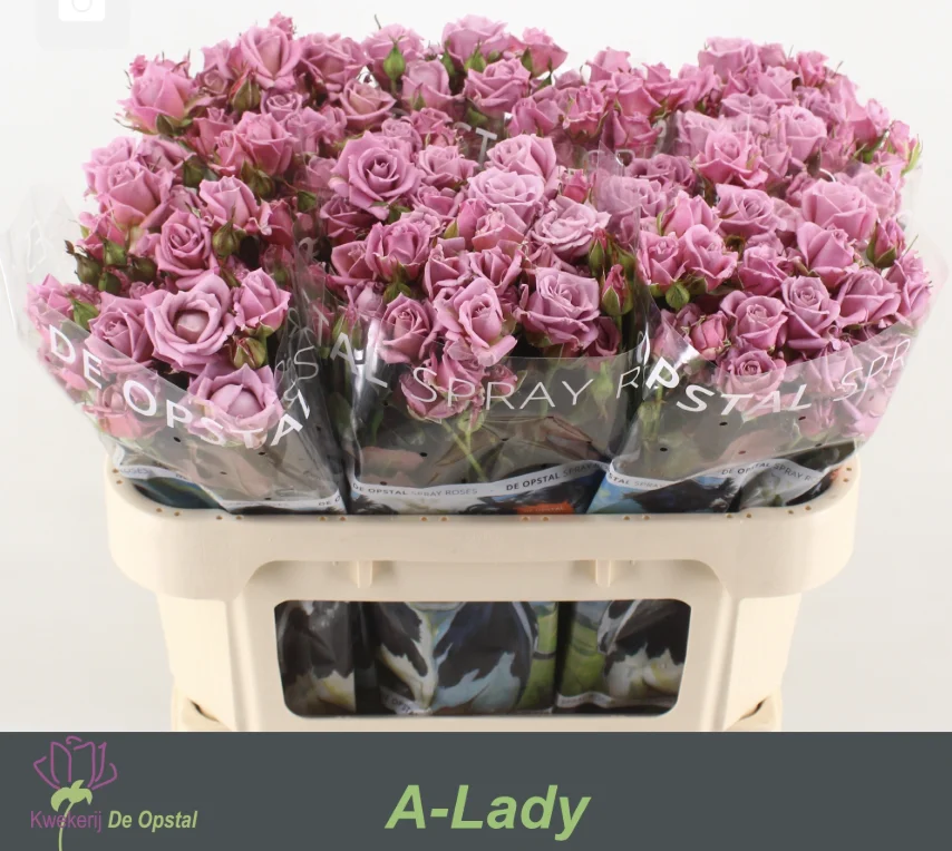 R-TR-A-LADY-70CM