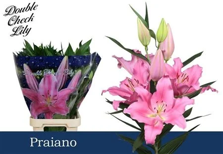 LI-OR-PRAIANO-95CM
