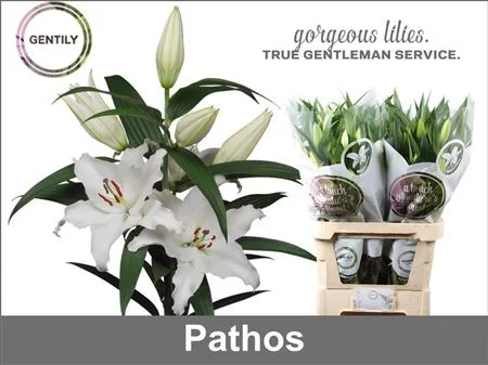LI-OR-PATHOS-90CM
