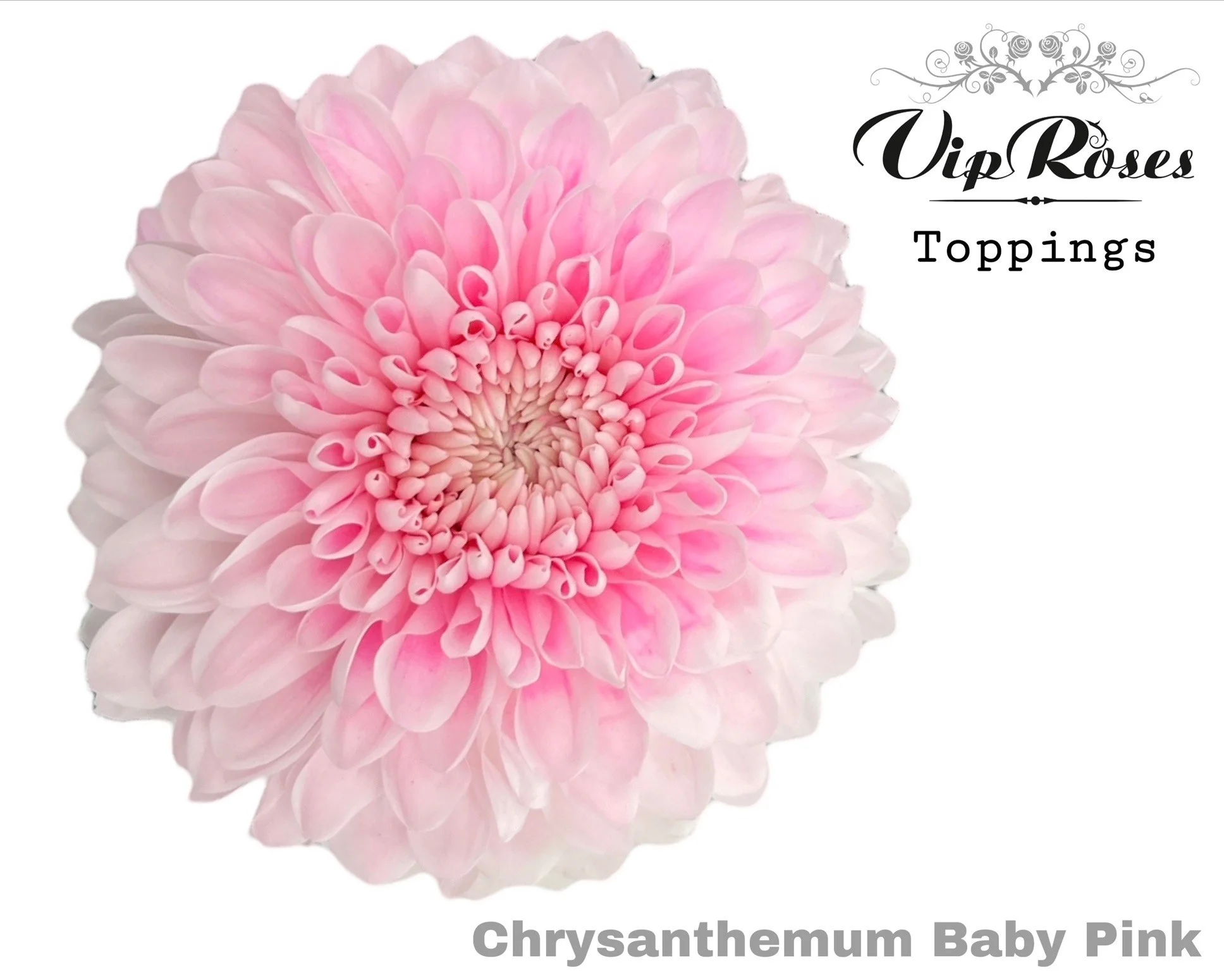 CHR-G-BABY-PINK-75CM