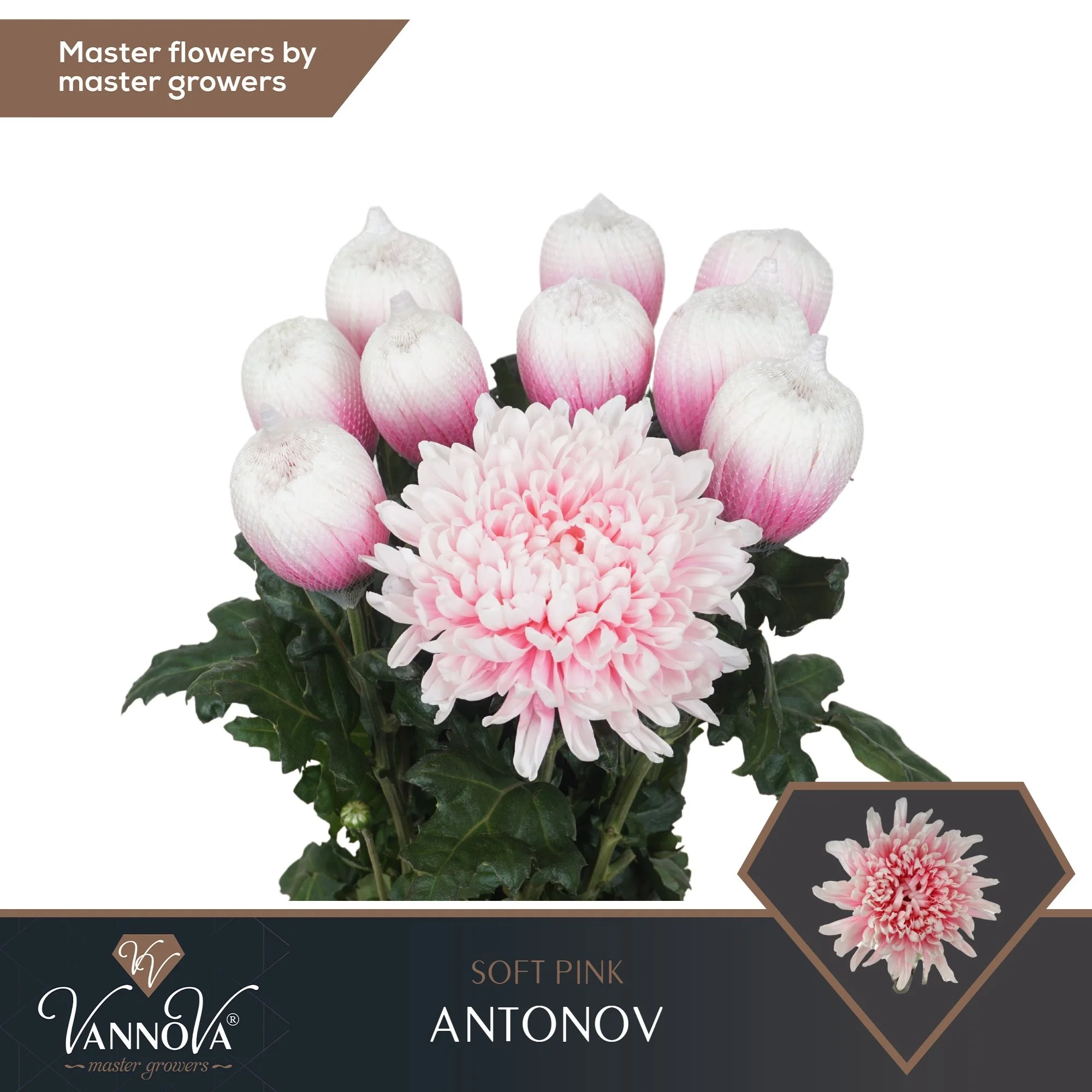 CHR-G-ANTONOV-SOFT-PINK-70CM