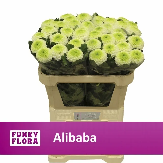 CHR-G-ALIBABA-70CM