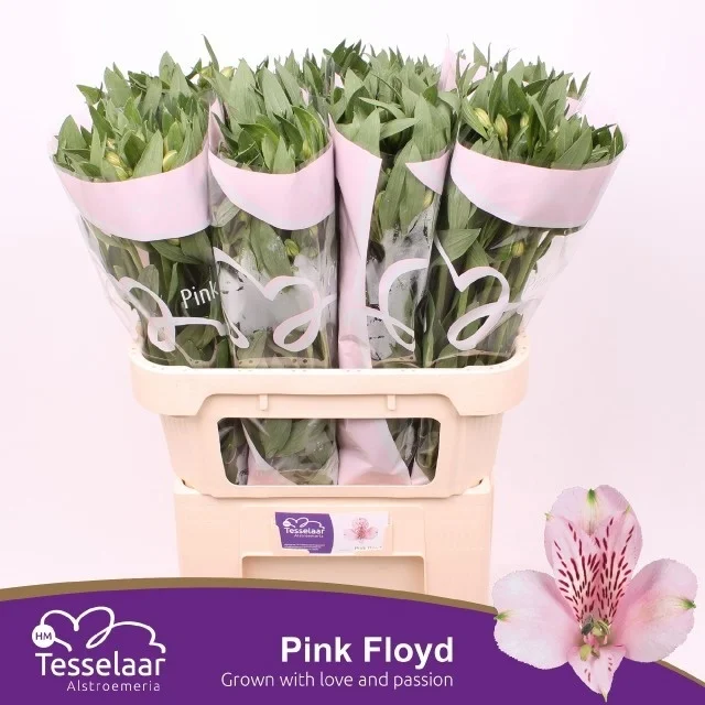 ALSTR-PINK-FLOYD-75CM