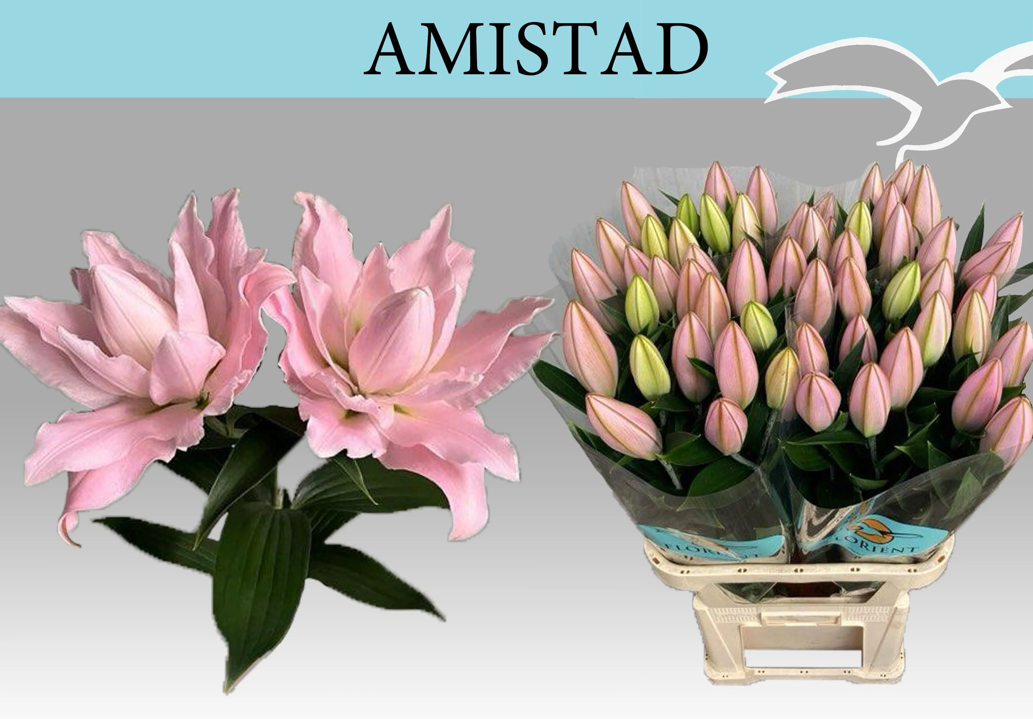 LI-OR-DU-AMISTAD-95CM