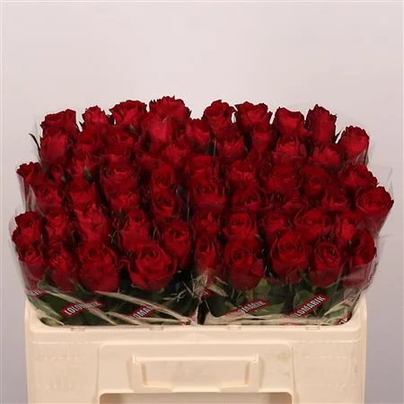 R-GR-MADAM-RED-50CM
