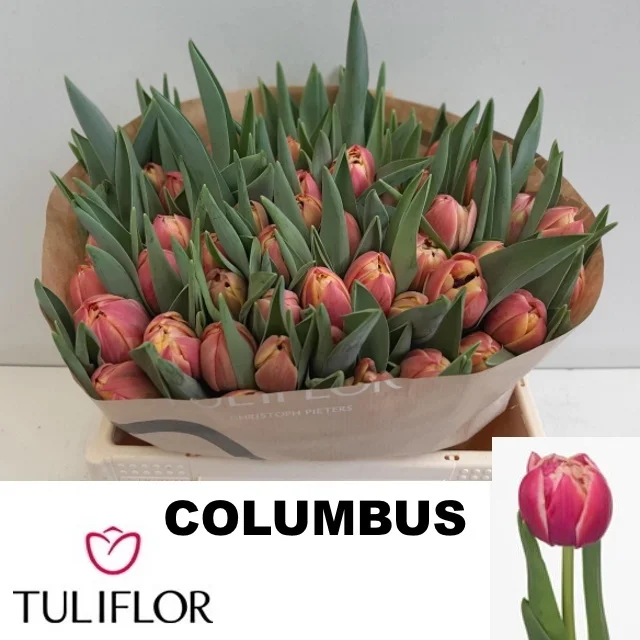 TU-DU-COLUMBUS-31CM