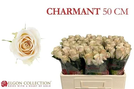 R-GR-CHARMANT-50CM