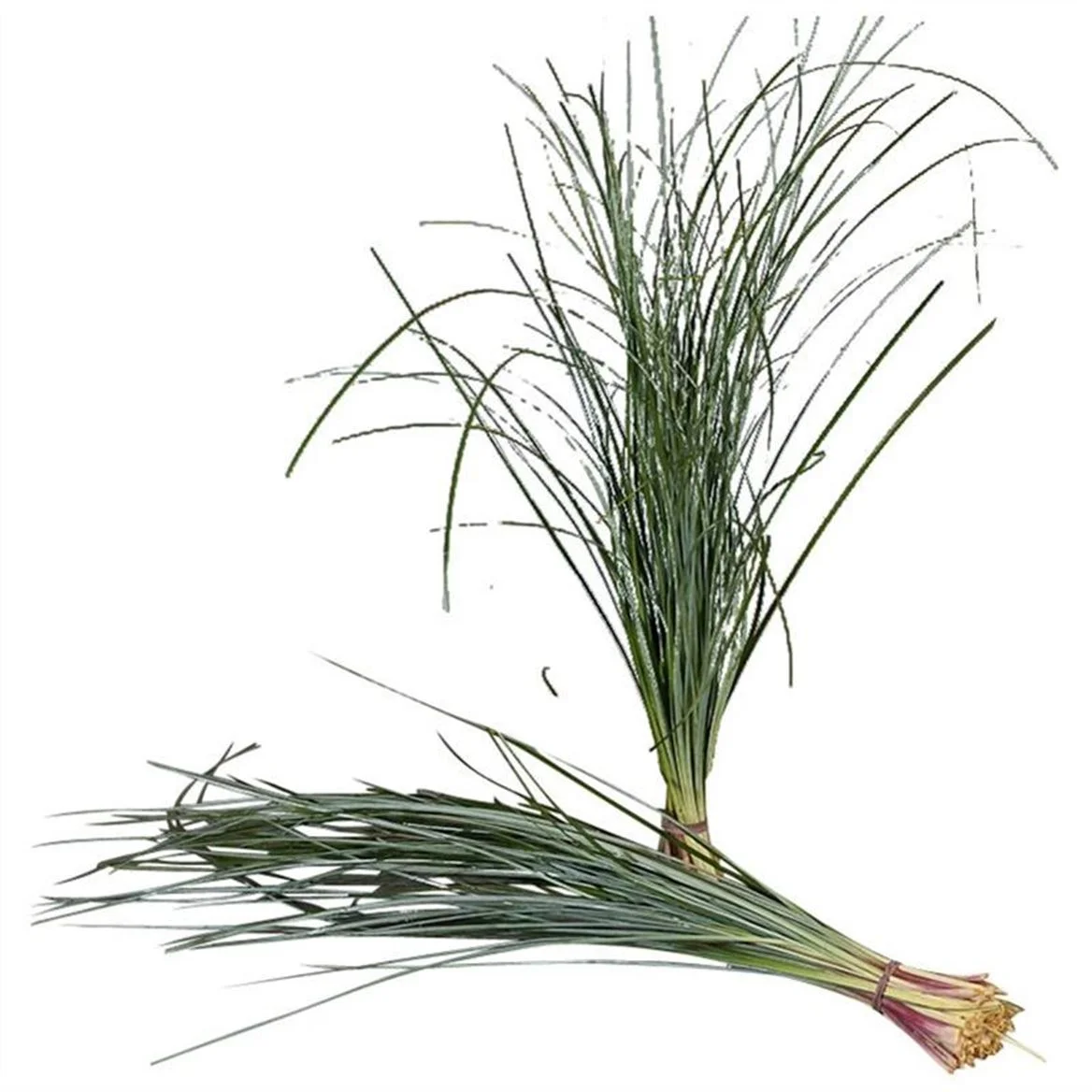 BEREGRAS-75CM