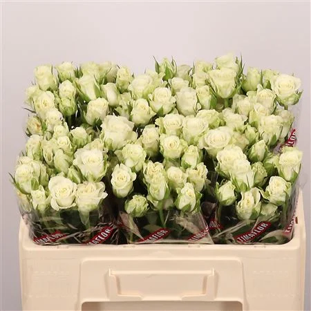 R-TR-SNOWFLAKE-50CM