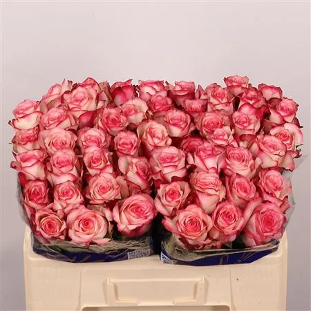 R-GR-PALOMA-50CM