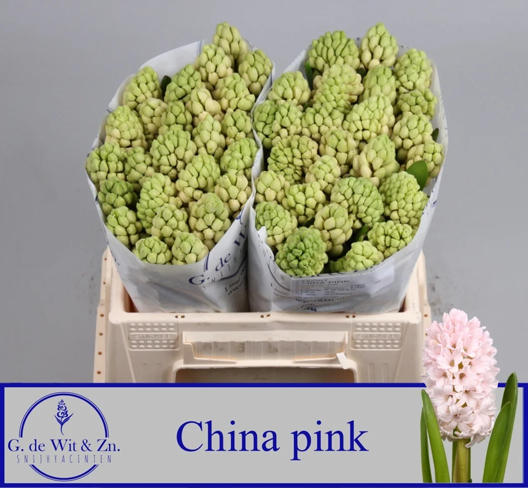 HYAC-CHINA-PINK-30CM